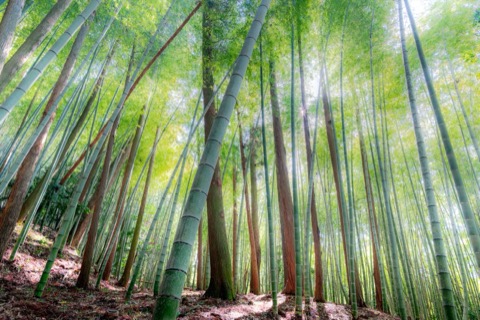 兵庫清晨 竹林裡的光與露（兵庫縣）