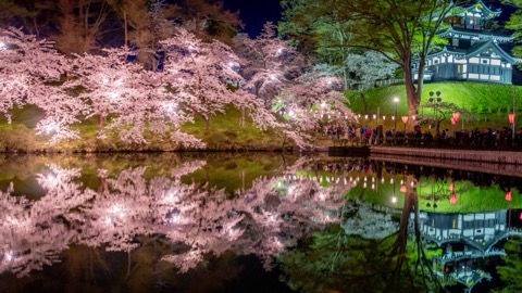 高田公園夜櫻 水鏡中的城與花（新潟縣）