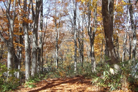 青森十和田湖町秋日山毛櫸林（青森縣）