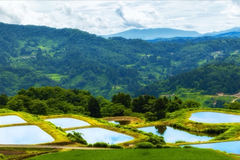夏日倒影｜新潟山古志的梯田池水映天（棚田）