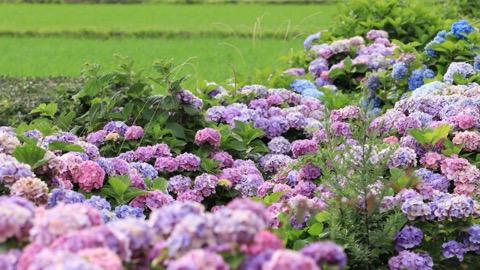 神奈川繡球花盛開 日本初夏風景記（神奈川縣）