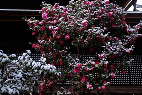 京都府冬日晨景 凜冽清晨的散步時光（京都府）