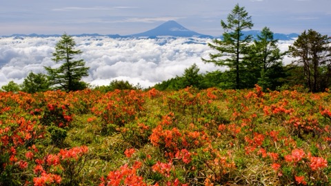 雲海裡的富士山 甘利山五月的花與霧