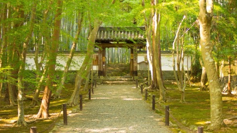 京都地蔵院的靜謐時光（京都府）