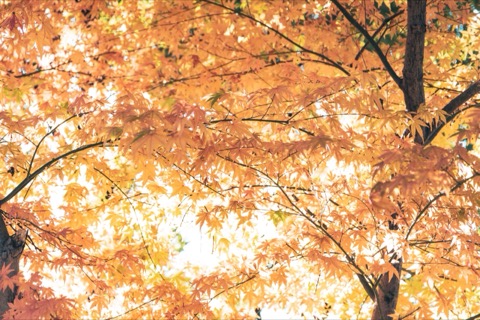 滋賀縣山間 一株獨自轉紅的楓樹（滋賀縣）