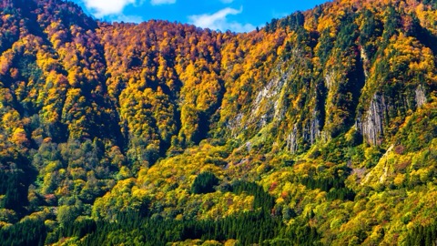 長野 秋山鄉屋敷山 柱狀節理上的紅葉（長野縣）