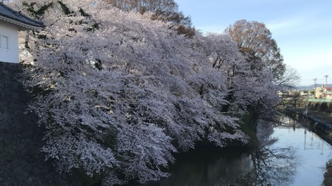 山形市中心的櫻花公園 霞城遺跡的四季（山形縣）