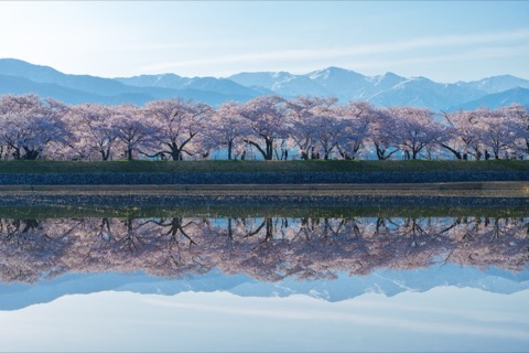 舟川河畔的寧靜時刻（富山縣）