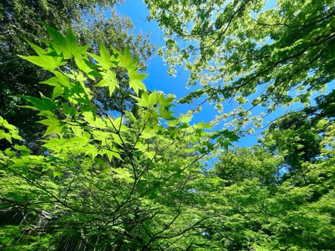 京都北野天滿宮的青楓 初夏的清爽綠意（京都府）