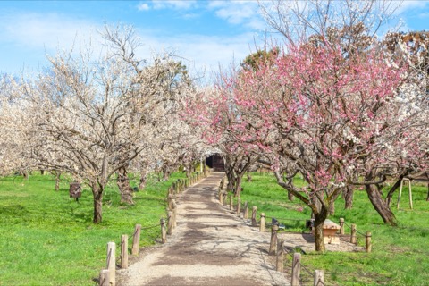 茨城縣偕樂園 梅花盛開時節的藍天風景（茨城縣）