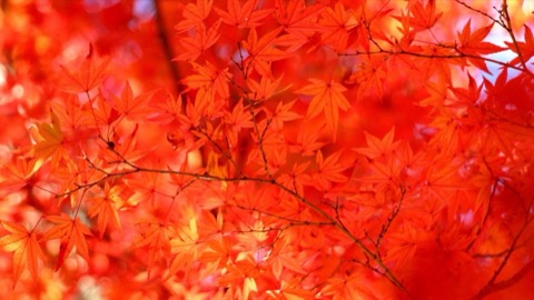 香嵐渓