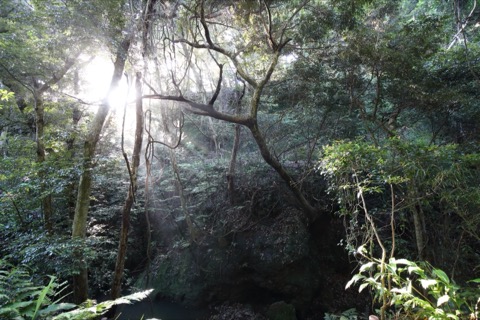 八丈島森林深處 尋常晨光（東京都）