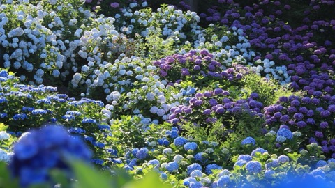小田原城一隅 紫陽花盛開的色彩迷宮（神奈川縣）