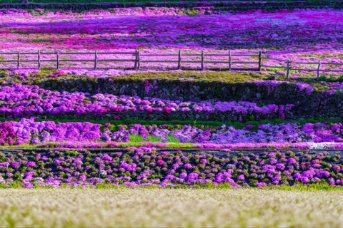 岐阜縣國田家的芝櫻風景（岐阜縣）