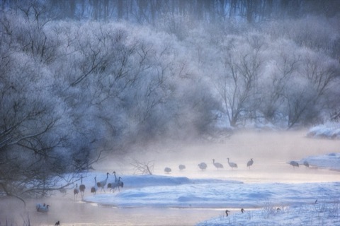 北海道雪裡川晨曦 丹頂鶴的靜謐棲息（雪景）