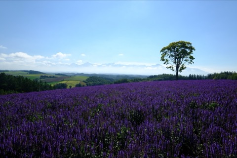 北海道山丘上的紫色花海（Charlie_or_Y-N 攝）