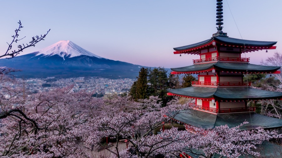 山梨県 新倉山浅間公園（忠霊塔）の桜（山梨県）