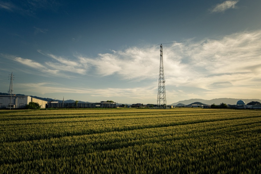 桜井の麦畑（奈良県）