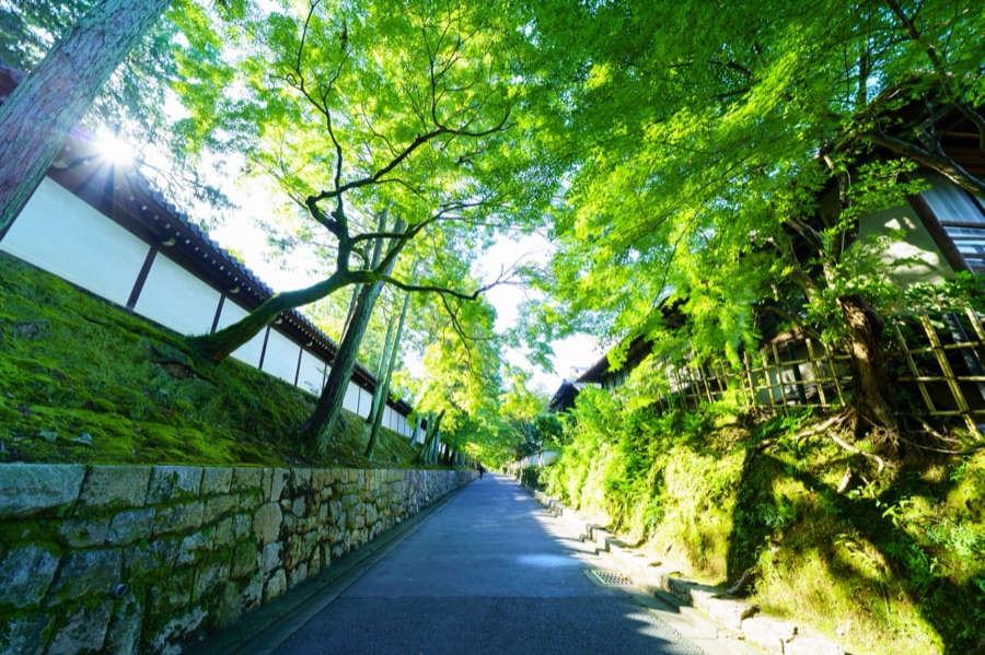 青もみじ（京都府）