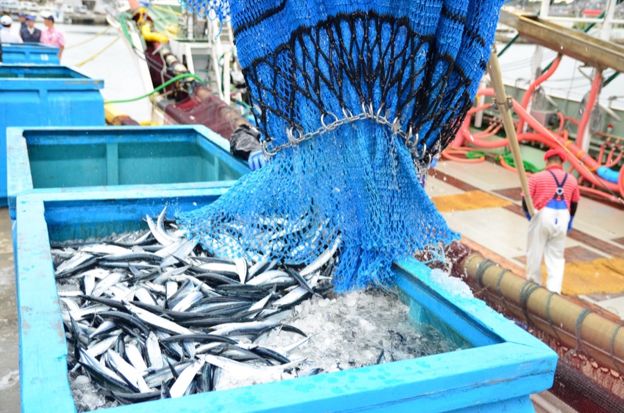小名浜　サンマ水揚げ（福島県）