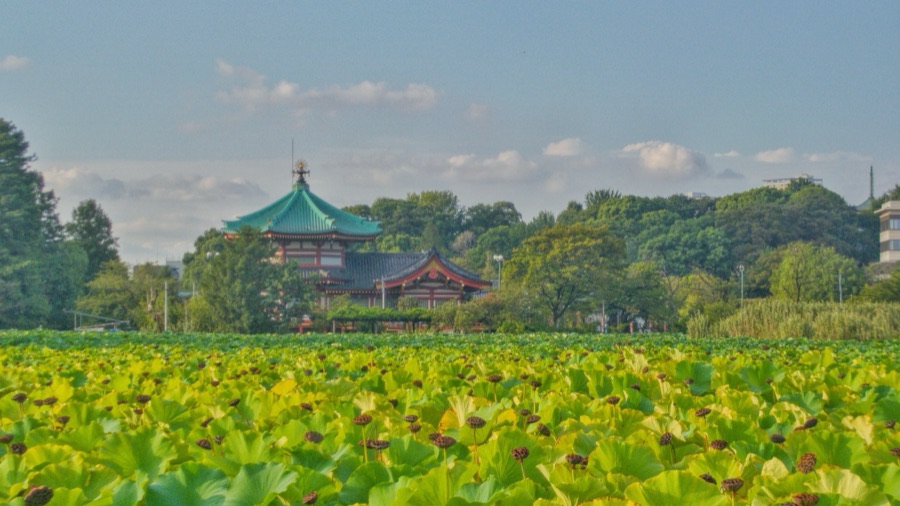 秋の風情、不忍池の辯天（東京都）