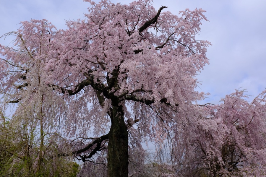 祇園枝垂桜…（京都府）