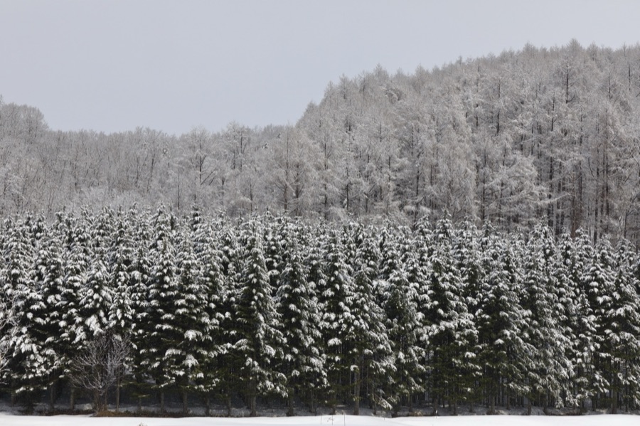 春の雪に彩られて（北海道）