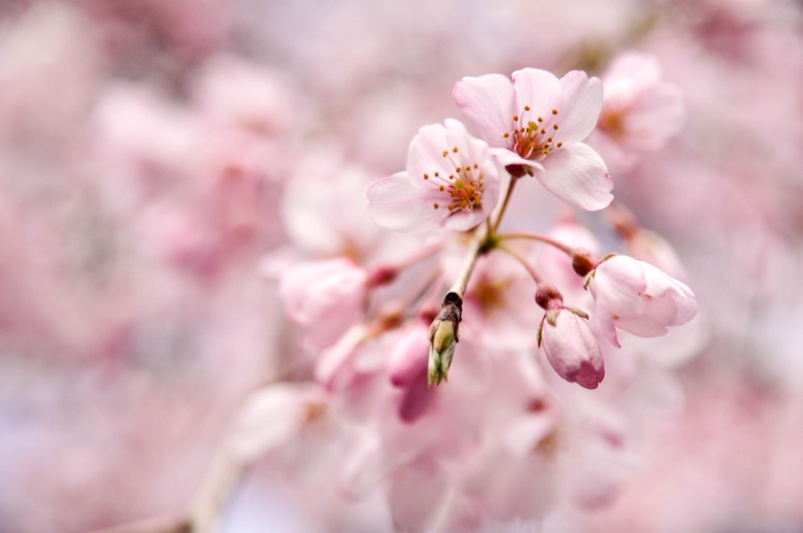 開花（東京都）