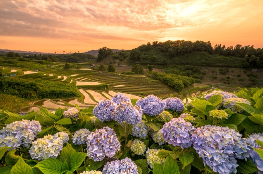 夕日に染まる棚田（大阪府）