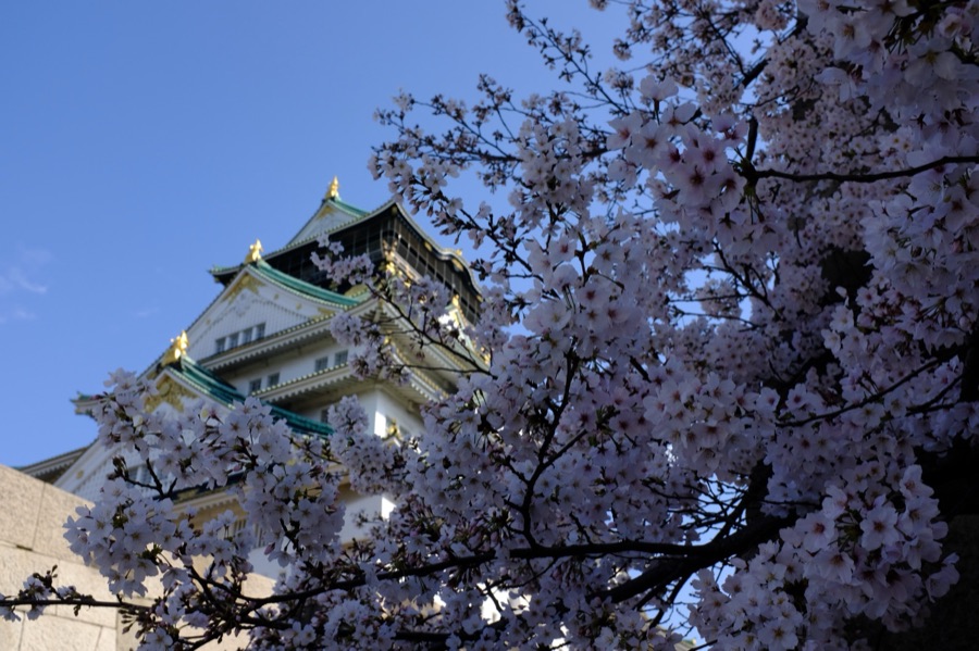 桜と天守閣…（大阪府）