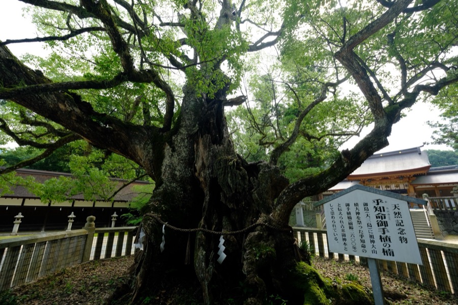 御神木…（愛媛県）