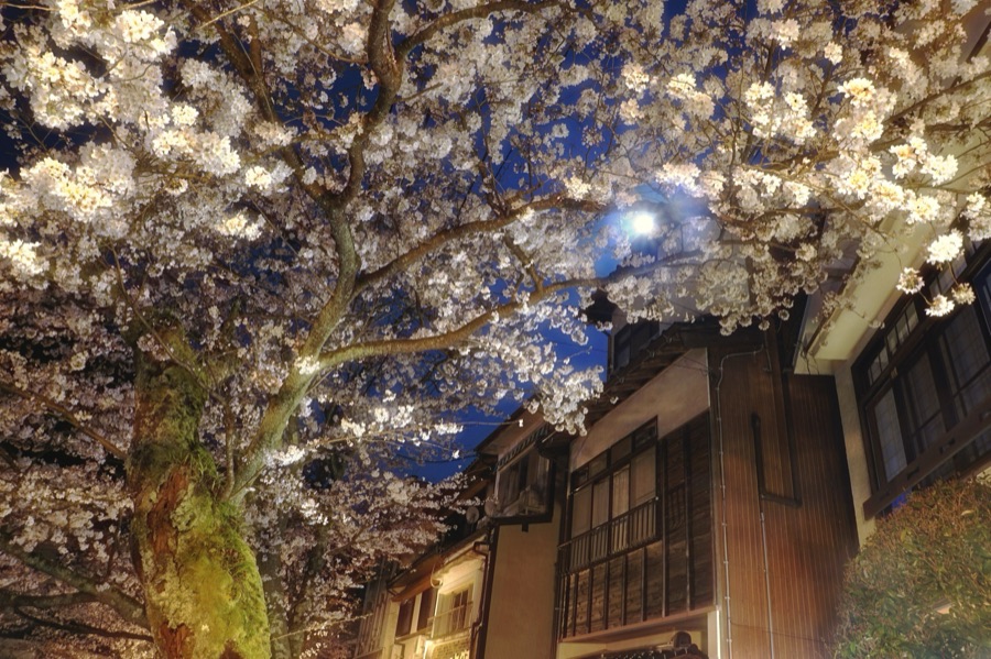 桜月夜の城崎温泉（兵庫県）