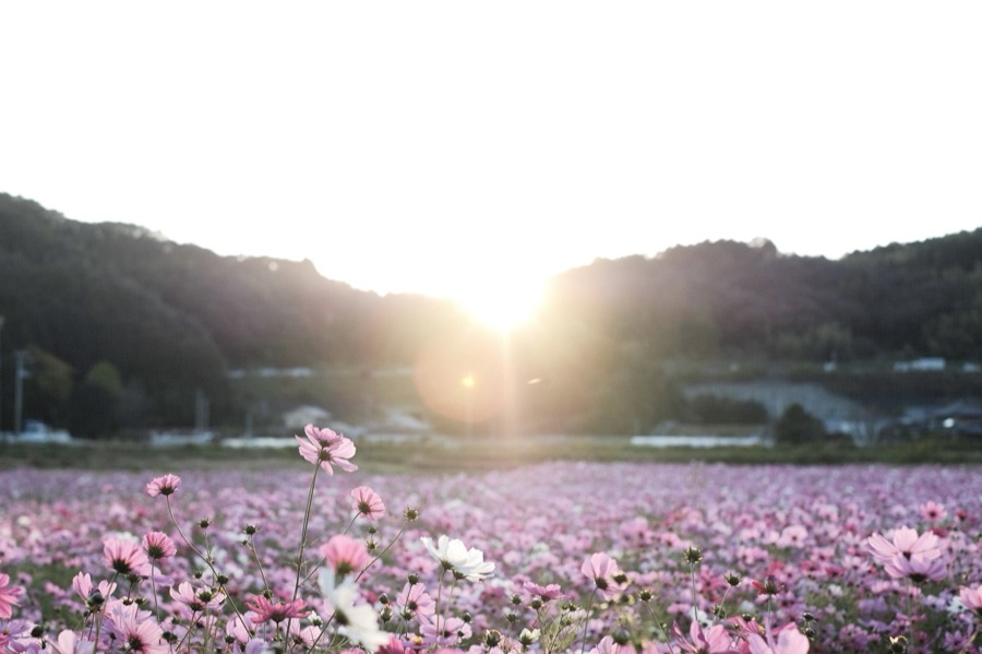 秋色の海（愛媛県）