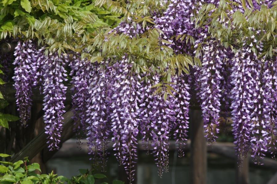 東京　江東区　亀戸天神社の藤の花（東京都）