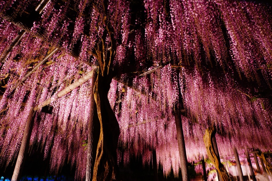 白井大町藤公園（兵庫県）