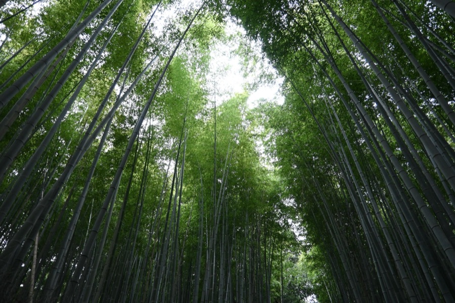 嵯峨野 竹林の道（京都府）