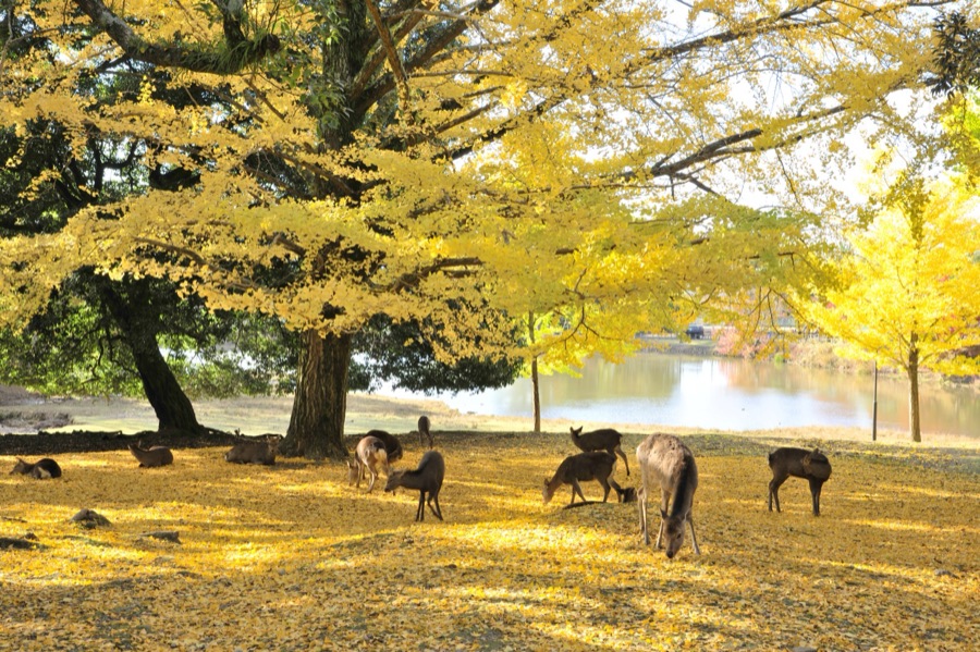 奈良公園の紅葉（奈良県）