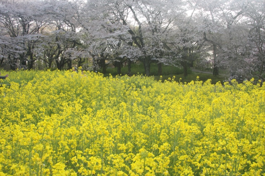 東京　立川市　昭和記念公園の菜の花と桜（東京都）