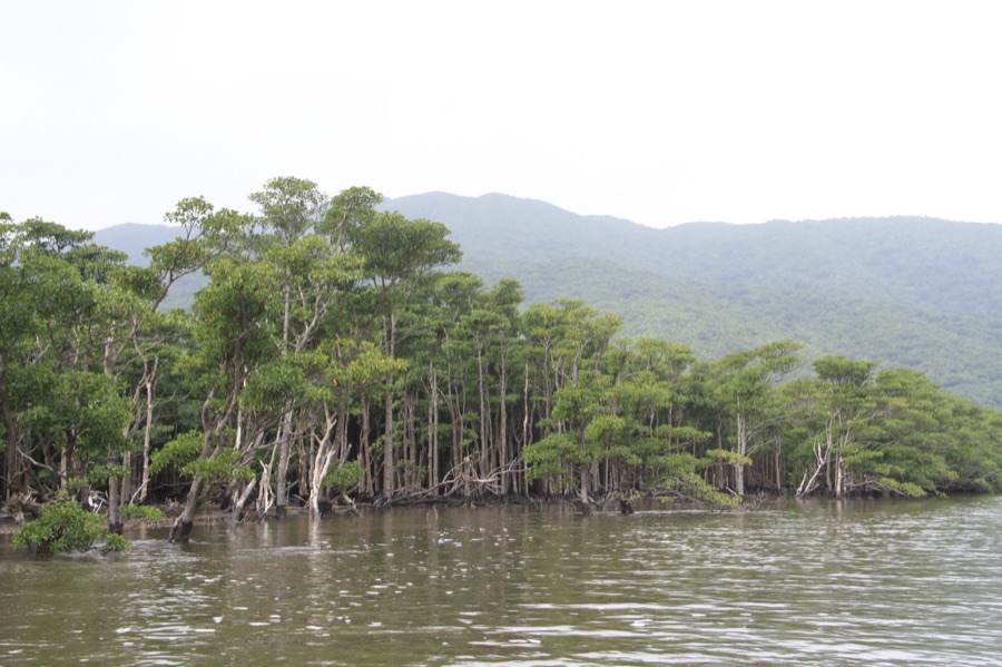 沖縄　西表島のマングローブ林（沖縄県）