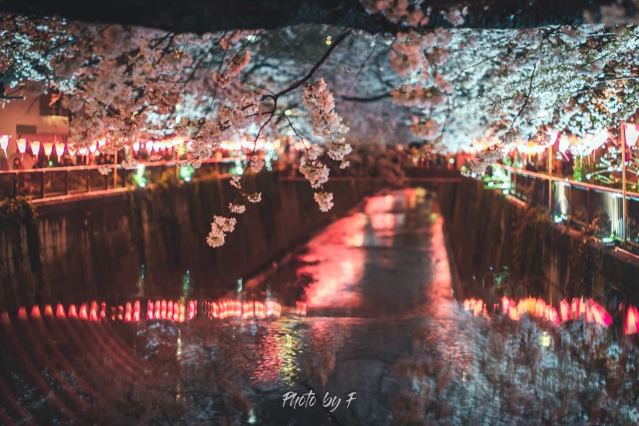 サクラチルヨル（東京都）