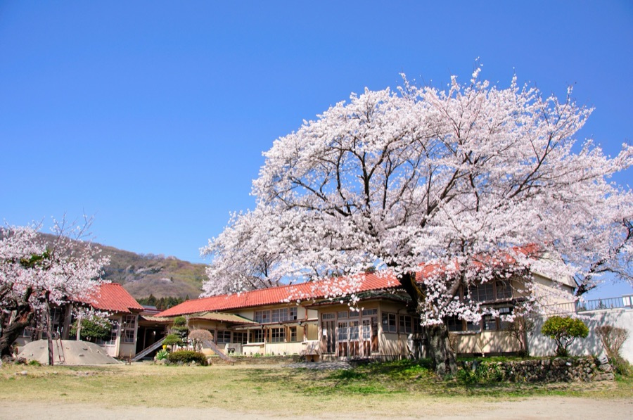 桜（埼玉県）