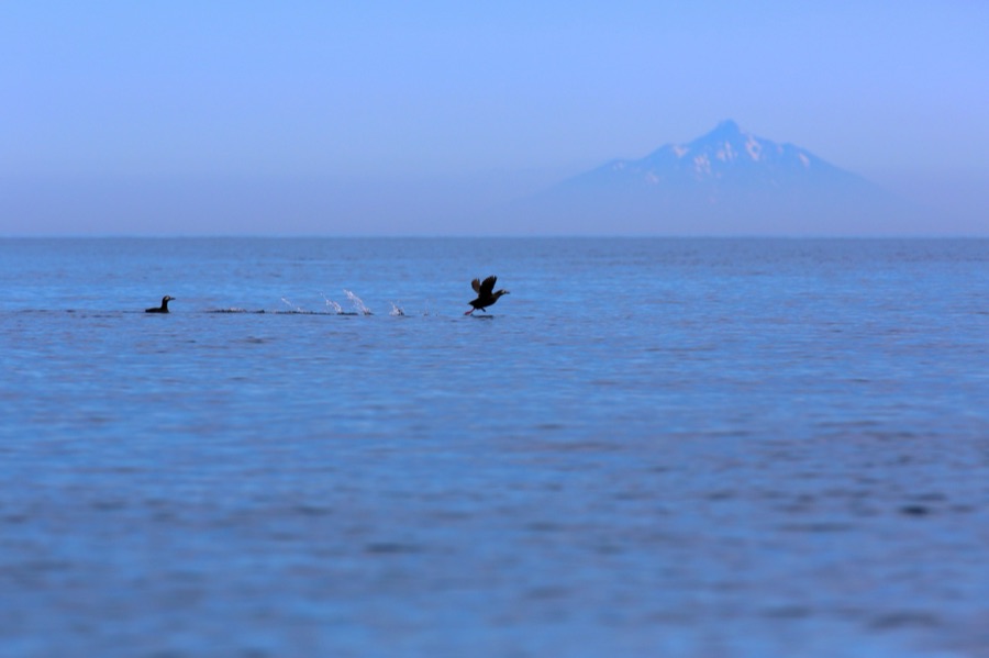 ケイマフリ（北海道）