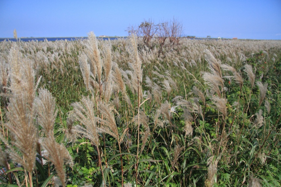 北海道　野付半島　トドワラの枯木（北海道）