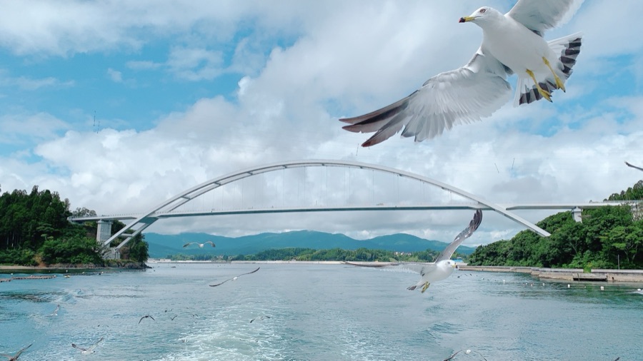 大島大橋とウミネコ（宮城県）