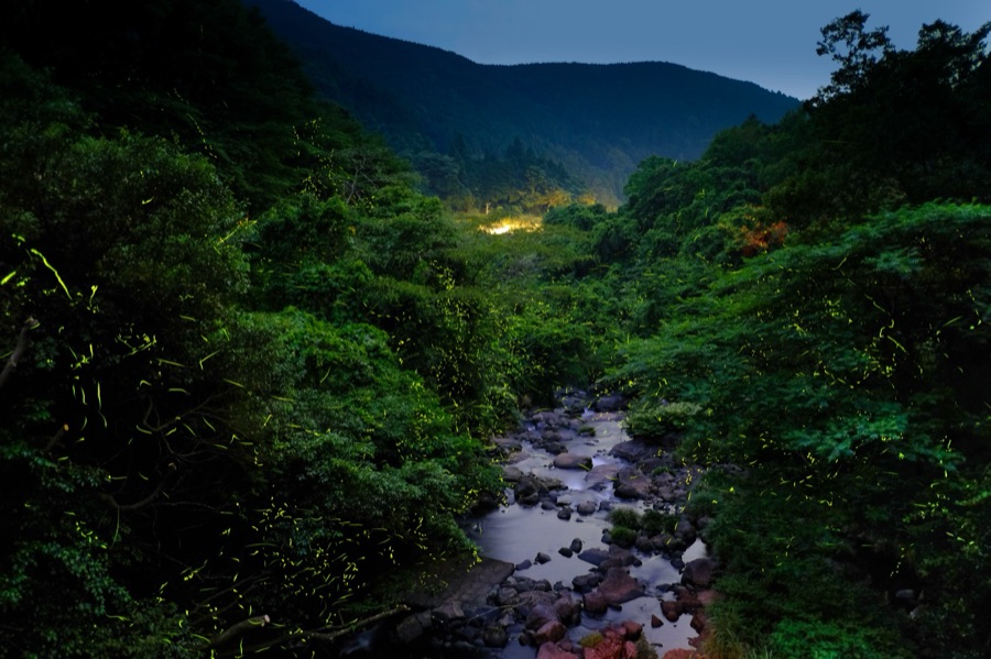 岩屋川内川の蛍灯（佐賀県）