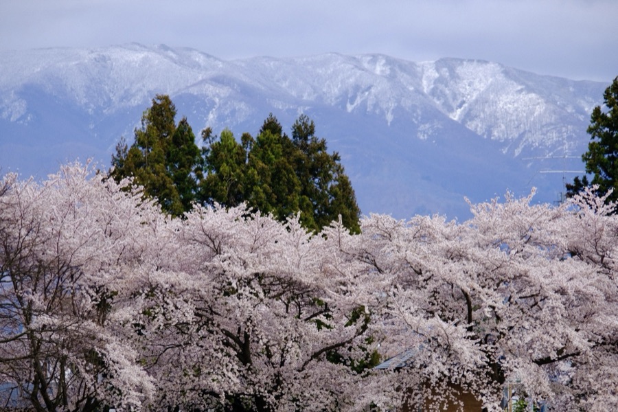 最上川から吾妻連峰を望む春（山形県）