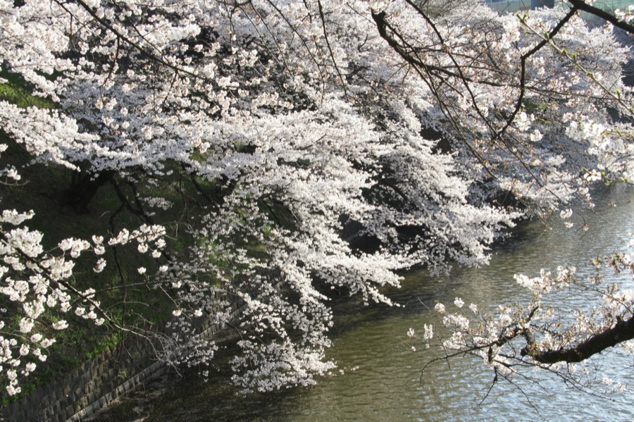 東京　千代田区九段　千鳥ヶ淵の桜（東京都）