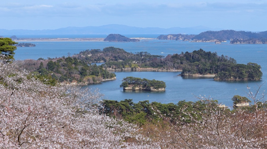 桜と松島湾（宮城県）