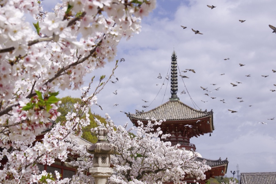 桜咲く国宝浄土寺（広島県）