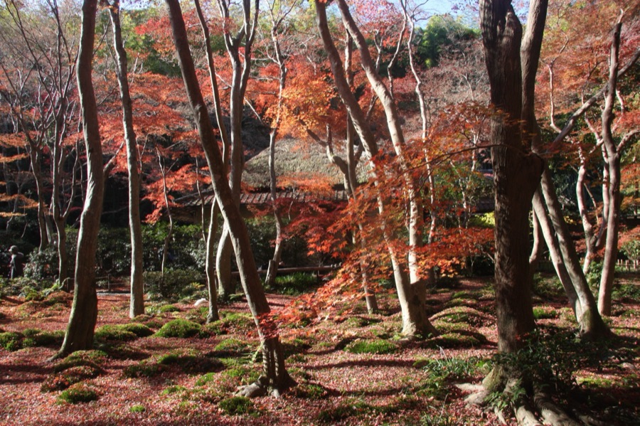 京都嵯峨野　晩秋の祇王寺（京都府）